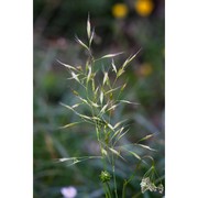 trisetaria alpestris (host) baumg.