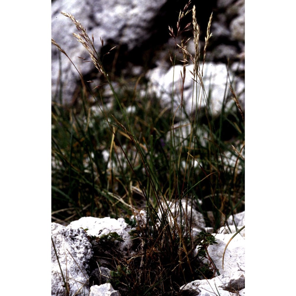 trisetaria argentea (vill.) banfi et soldano