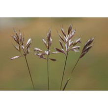 trisetaria gracilis (moris) banfi et arrigoni