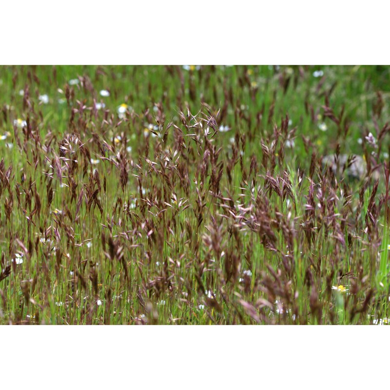 trisetaria gracilis (moris) banfi et arrigoni