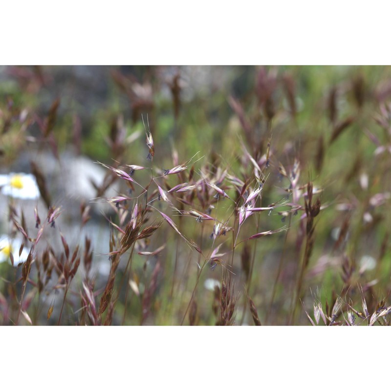 trisetaria gracilis (moris) banfi et arrigoni