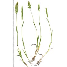 trisetaria panicea (lam.) maire