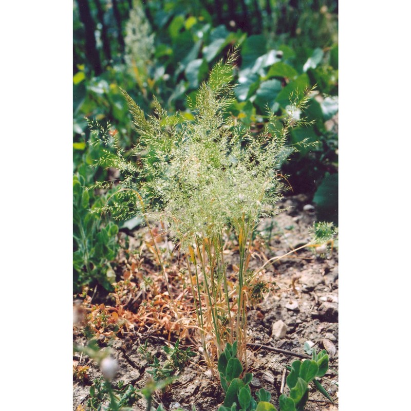 trisetaria segetum (savi) soldano