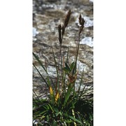 trisetaria spicata (l.) paunero subsp. ovatipaniculata (hultén ex jonsell) banfi et soldano