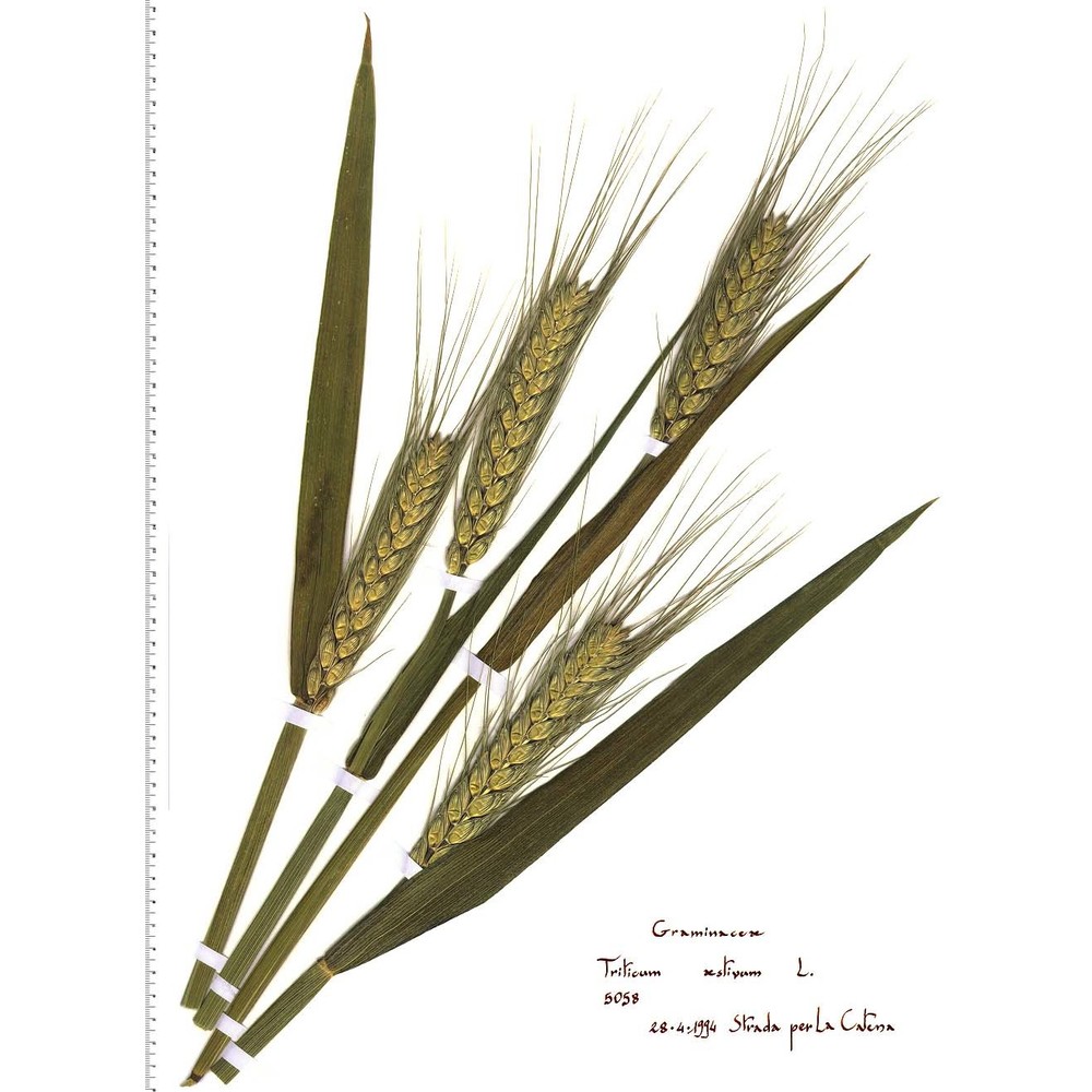 triticum aestivum l.