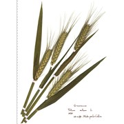 triticum aestivum l.