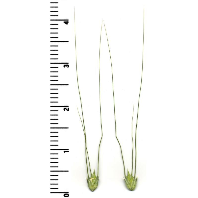 triticum aestivum l.