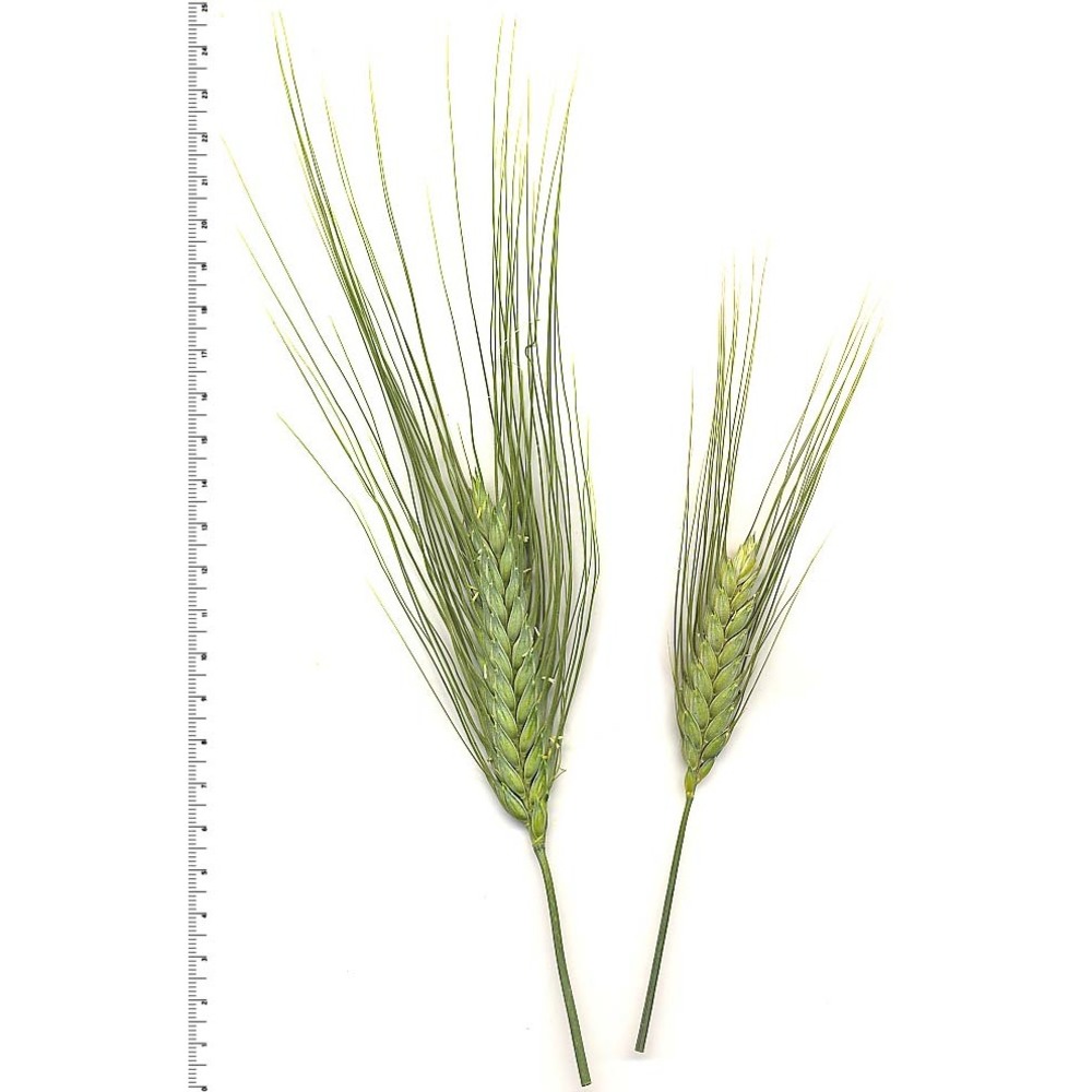 triticum aestivum l.