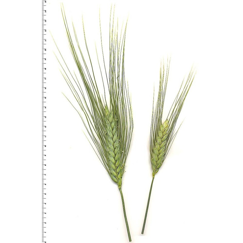 triticum aestivum l.