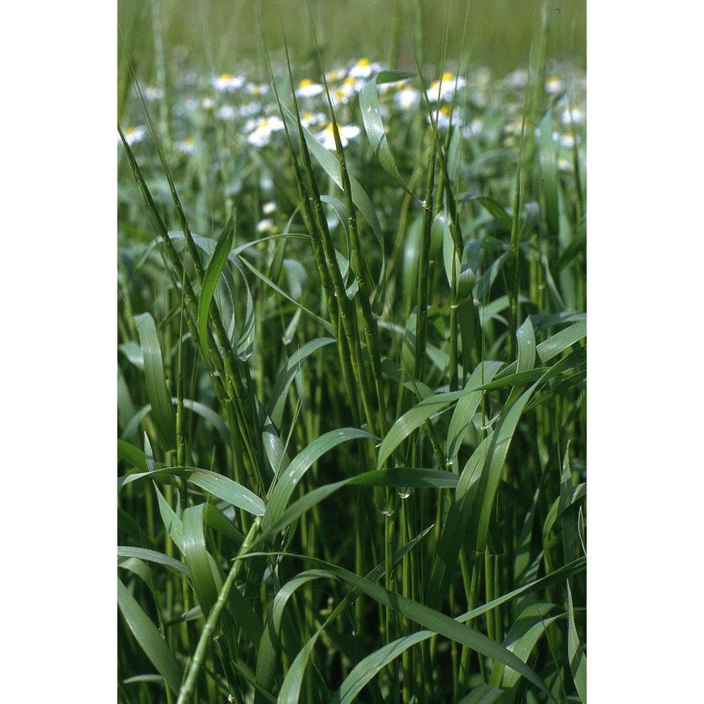 triticum cylindricum (host) ces., pass. et gibelli