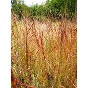 triticum cylindricum (host) ces., pass. et gibelli