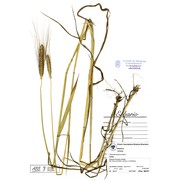 triticum monococcum l.