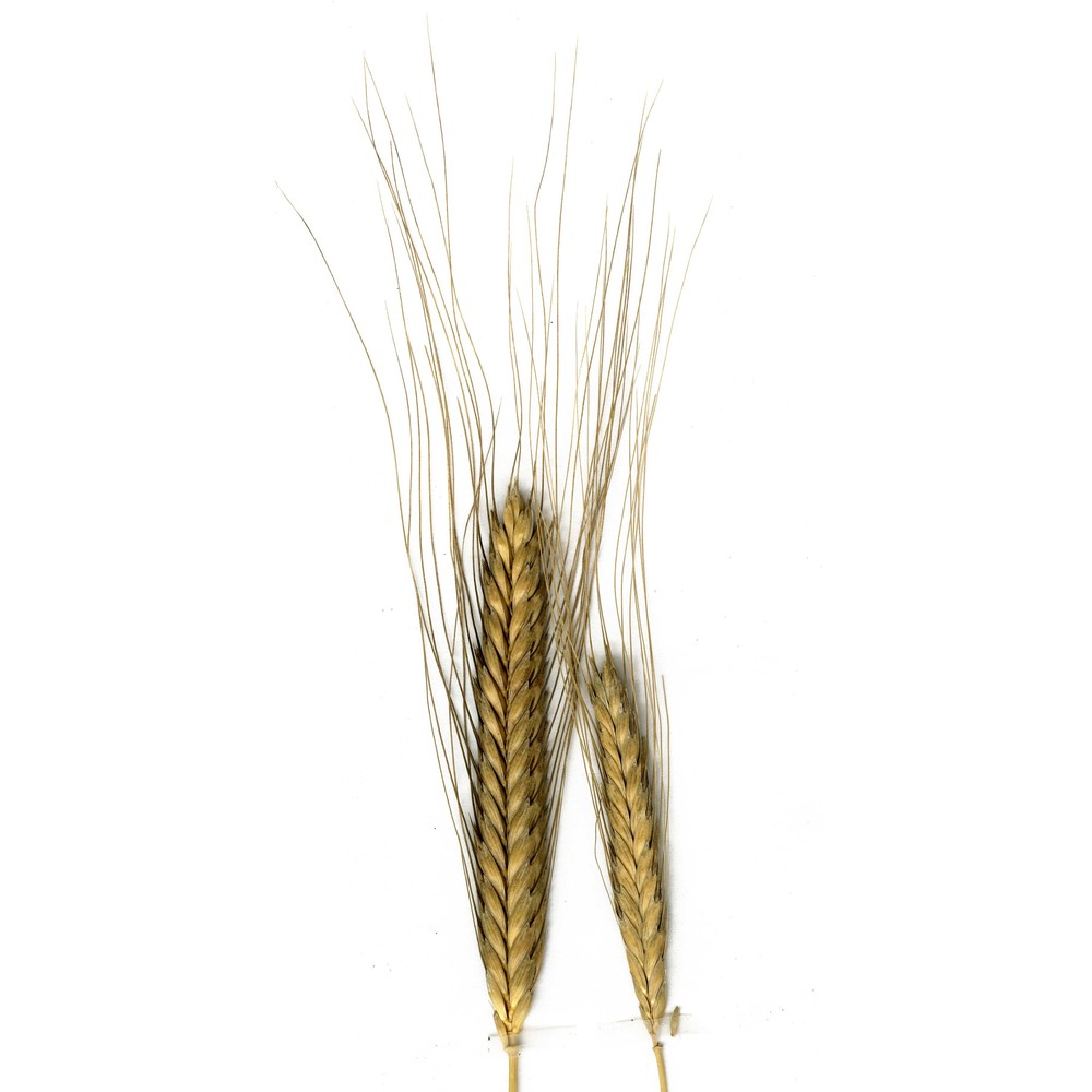 triticum monococcum l.