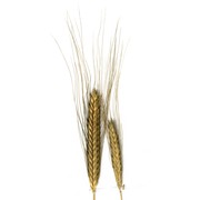 triticum monococcum l.