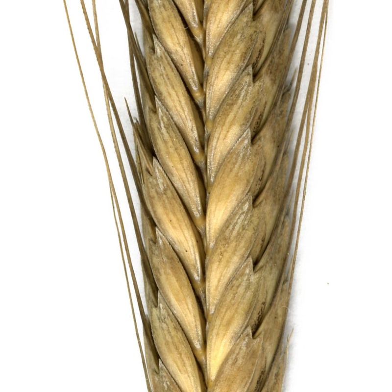 triticum monococcum l.