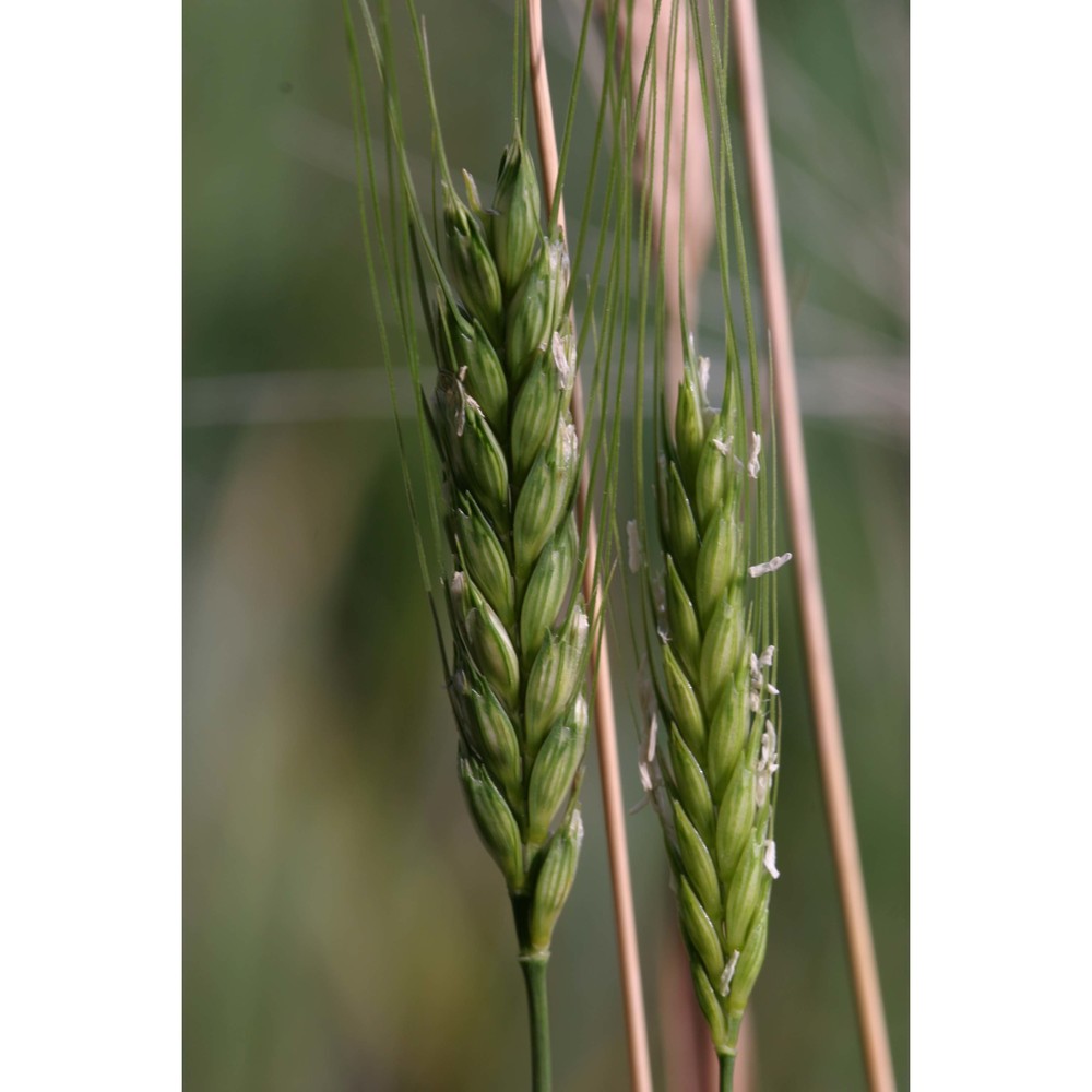 triticum monococcum l.