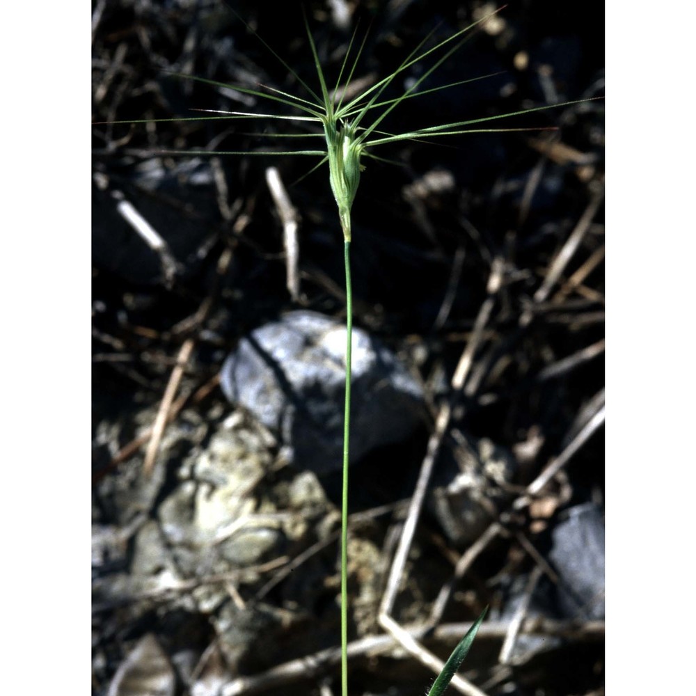 triticum neglectum (req. ex bertol.) greuter