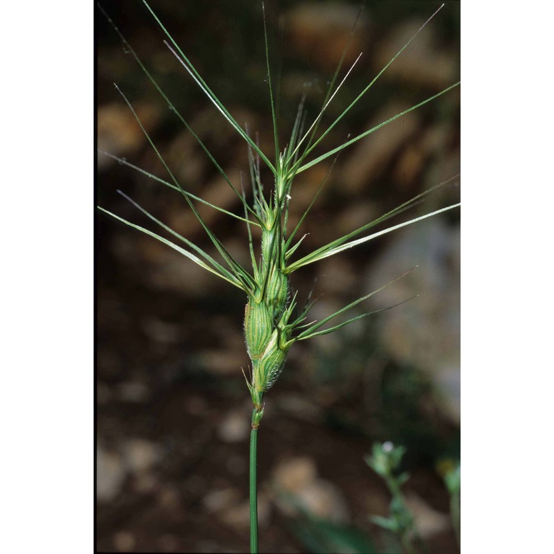 triticum neglectum (req. ex bertol.) greuter