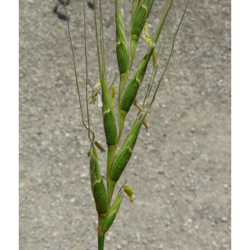 triticum speltoides (tausch) gren. ex k. richt.