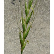 triticum speltoides (tausch) gren. ex k. richt.