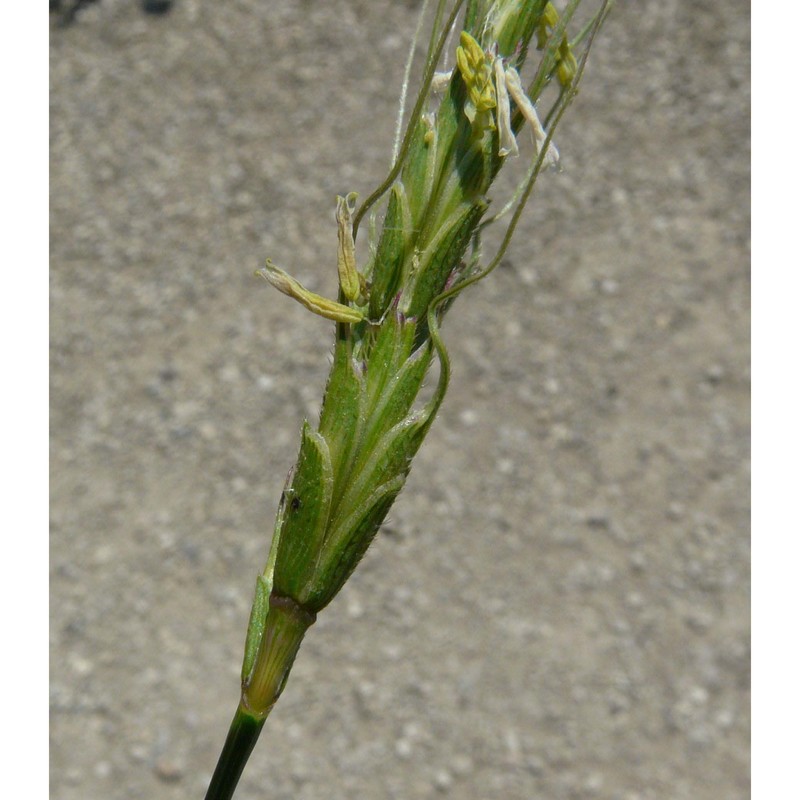 triticum speltoides (tausch) gren. ex k. richt.