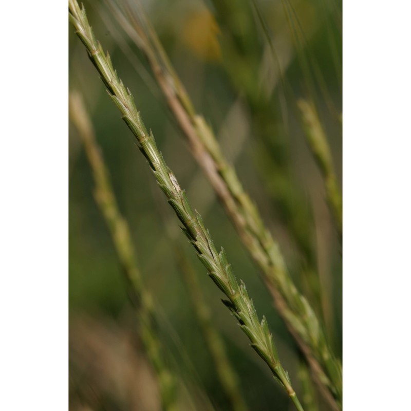 triticum speltoides (tausch) gren. ex k. richt.