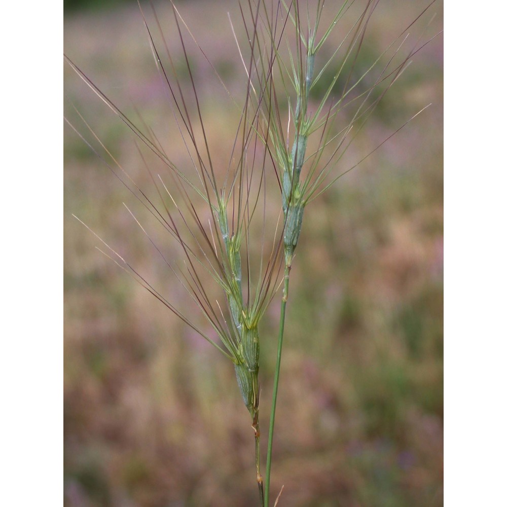 triticum triunciale (l.) raspail