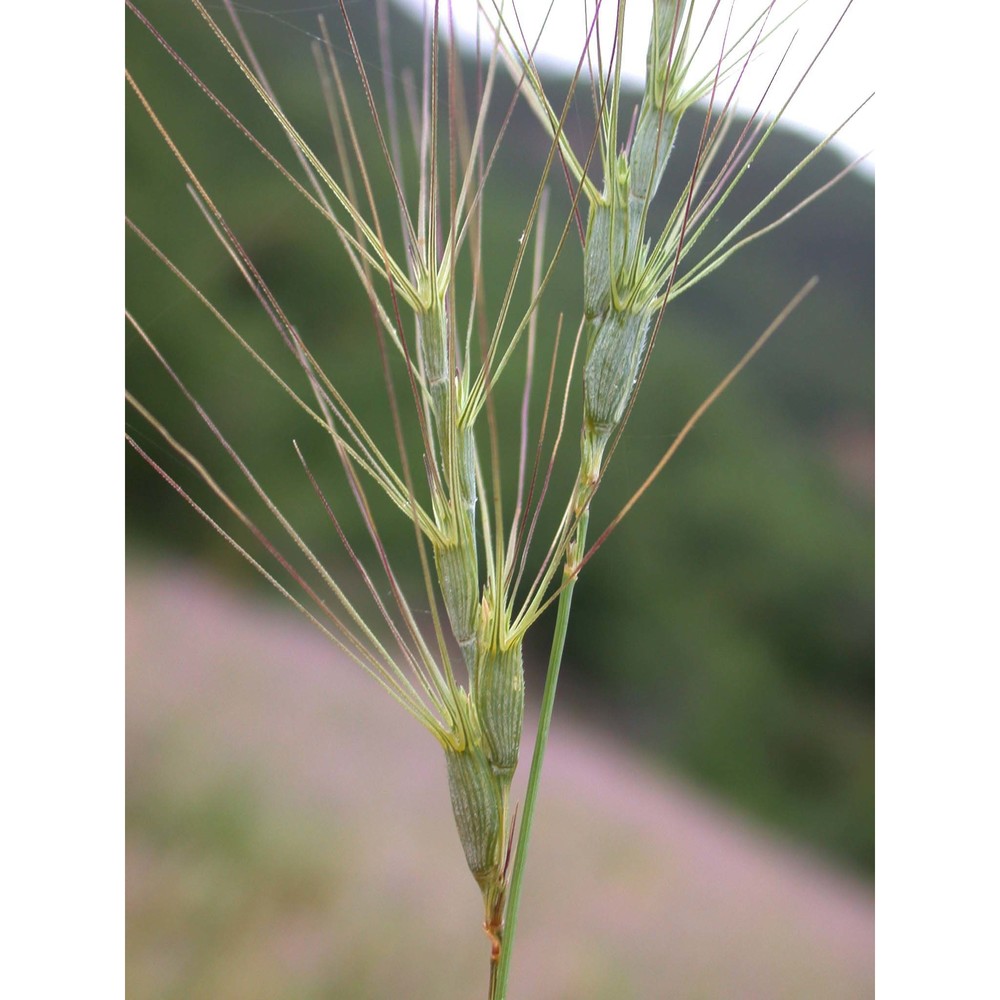 triticum triunciale (l.) raspail