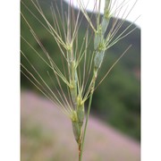 triticum triunciale (l.) raspail