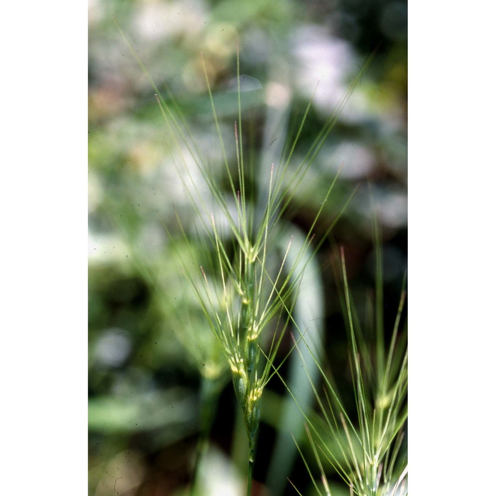 triticum triunciale (l.) raspail