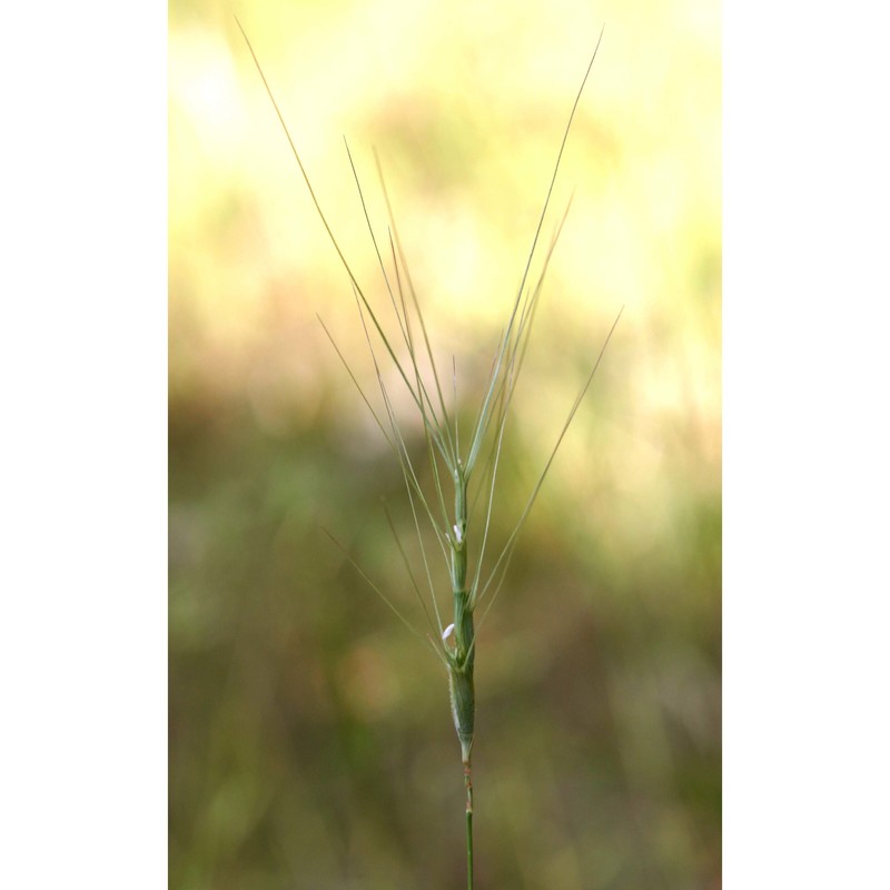 triticum triunciale (l.) raspail