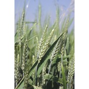 triticum turgidum l.