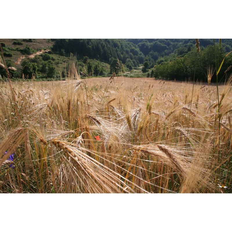 triticum turgidum l.