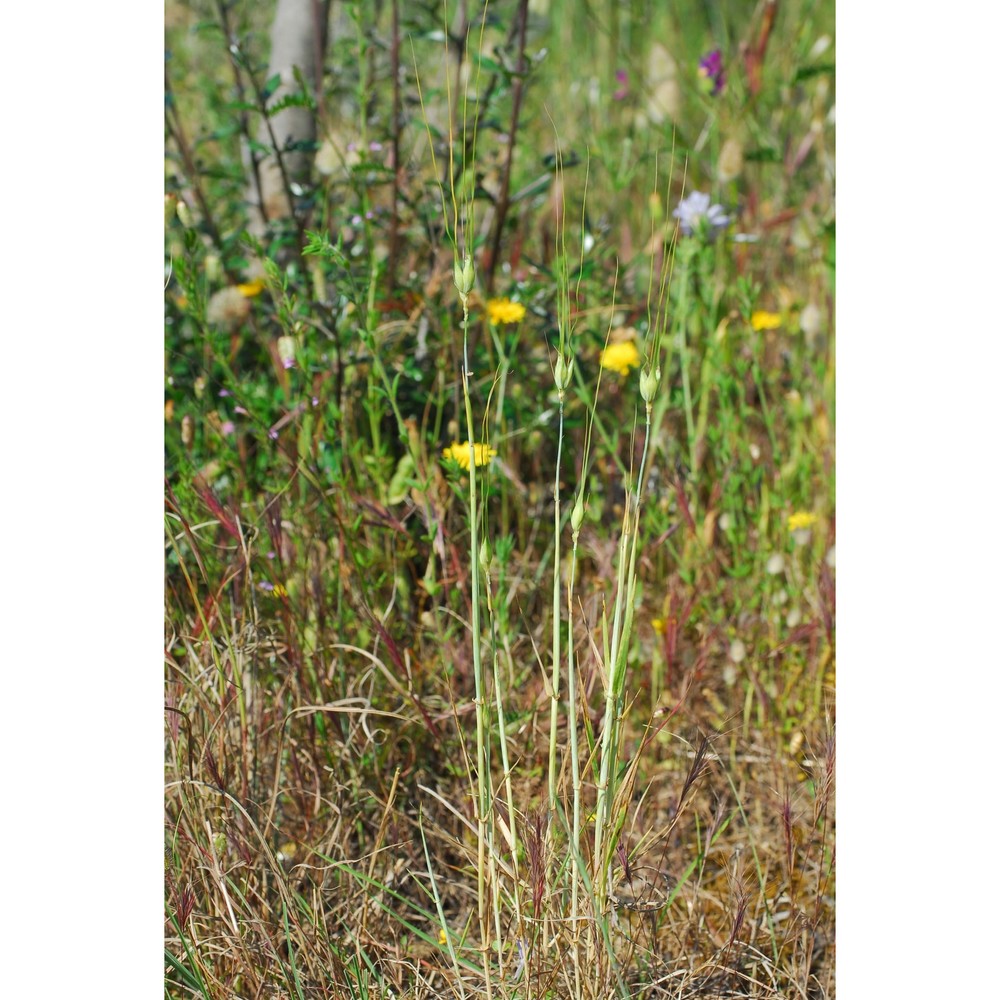 triticum uniaristatum (vis.) k. richt.