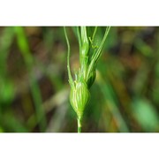 triticum uniaristatum (vis.) k. richt.