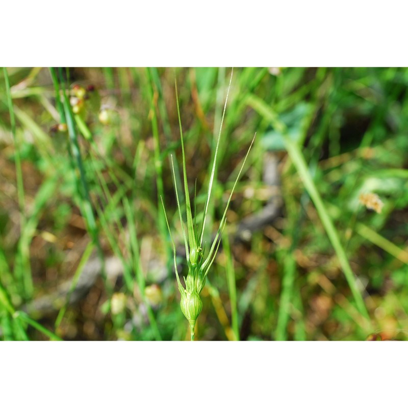 triticum uniaristatum (vis.) k. richt.