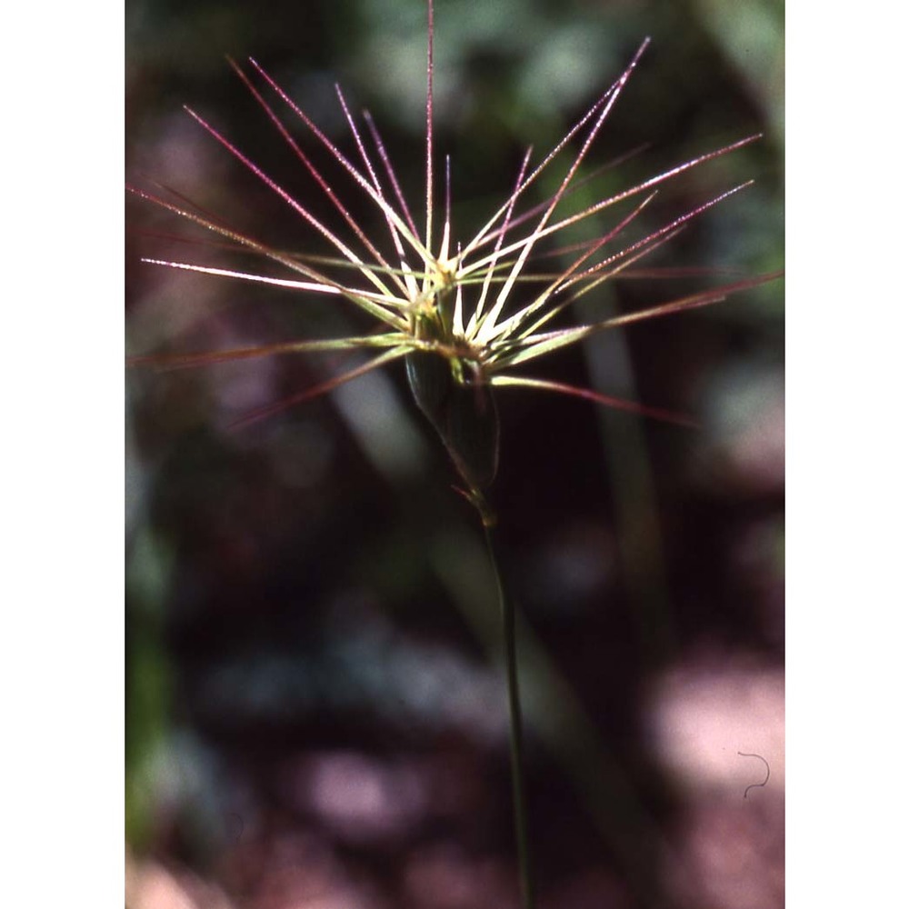 triticum vagans (jord. et fourr.) greuter