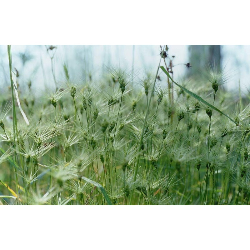 triticum vagans (jord. et fourr.) greuter