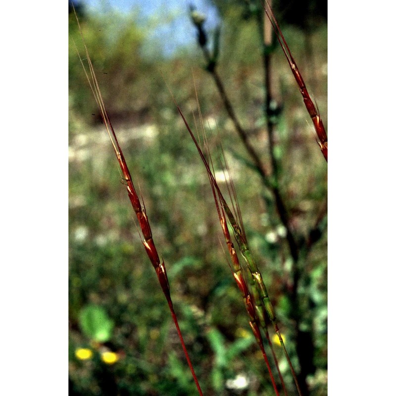 triticum ventricosum (tausch) ces., pass. et gibelli