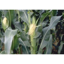 zea mays l.