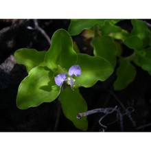 commelina benghalensis l.