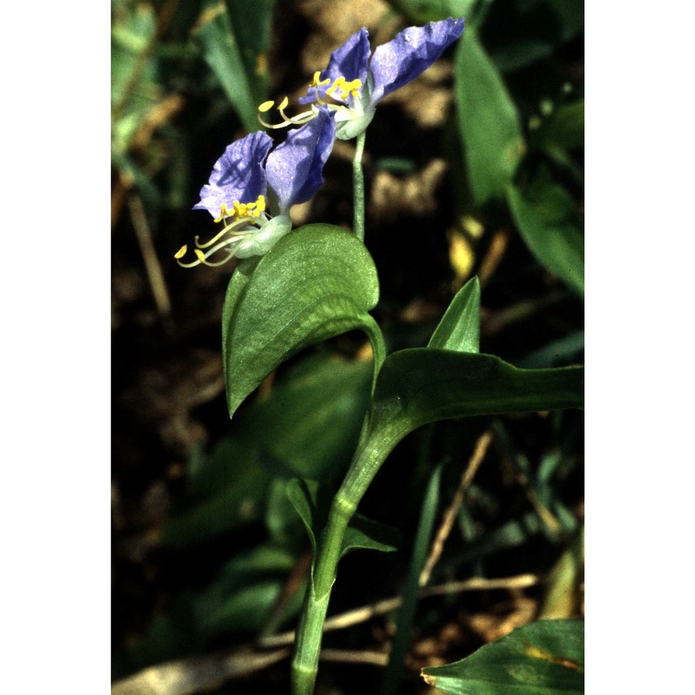 commelina communis l.