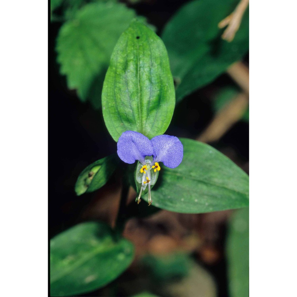 commelina communis l.