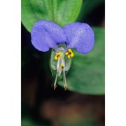 commelina communis l.