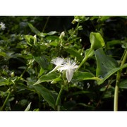 tradescantia albiflora kunth