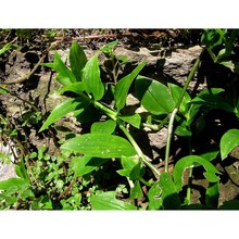 tradescantia fluminensis vell.