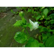 tradescantia fluminensis vell.