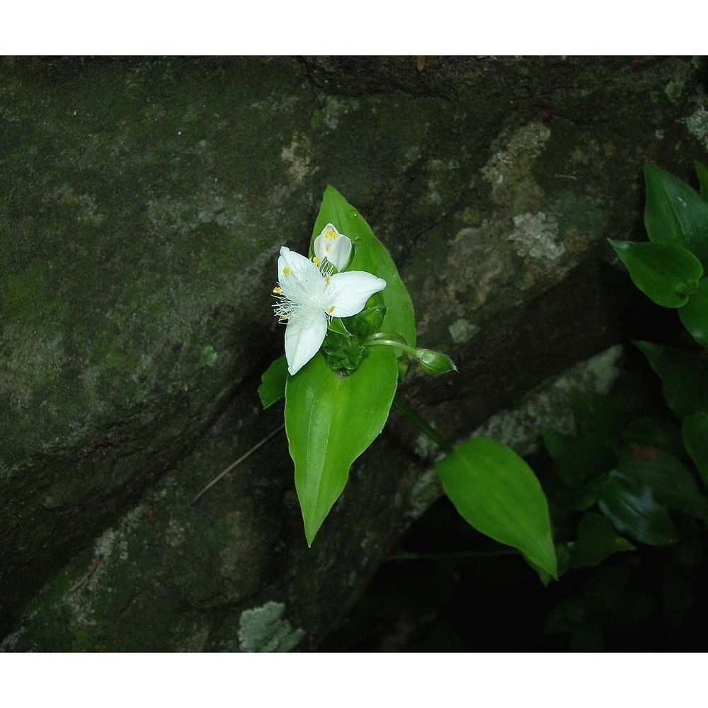 tradescantia fluminensis vell.