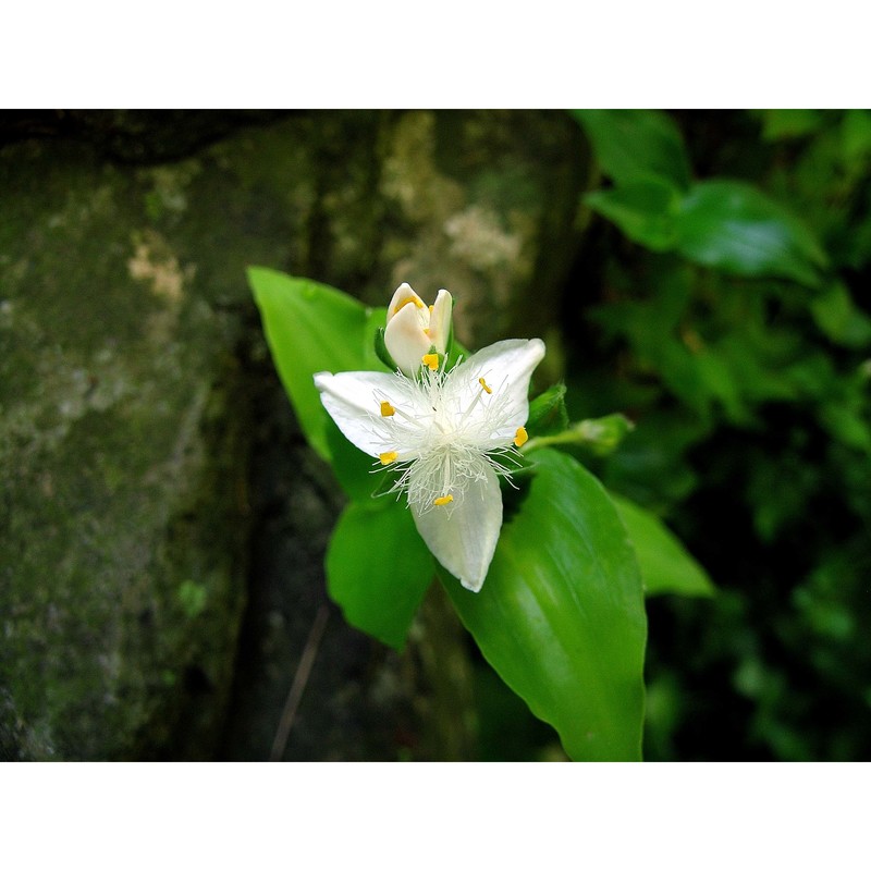 tradescantia fluminensis vell.