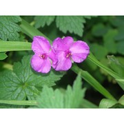 tradescantia virginiana l.